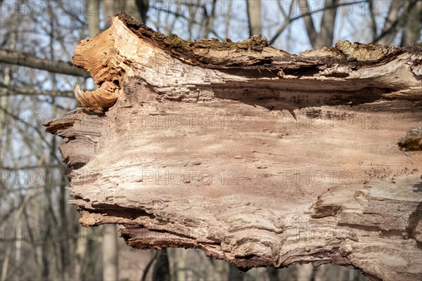 Macro image of brittle, decaying deadwood