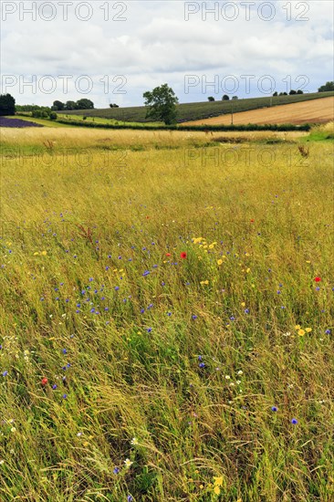 Wildflowers in a meadow, hilly landscape, Snowshill, Broadway, Gloucestershire, England, Great Britain