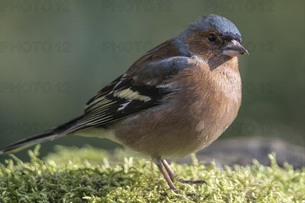 Common chaffinch (Fringilla coelebs), Emsland, Lower Saxony, Germany, Europe