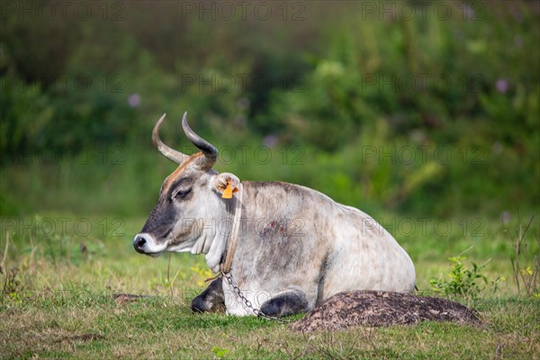 Cow on a pasture in the sun, close-up, portrait of the animal at Pointe Allegre in Guadeloupe au Parc des Mamelles, in the Caribbean. French Antilles, France, Europe