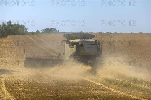 Combine harvester on a barleys (Hordeum vulgare), Mecklenburg-Vorpommern, Germany, Europe