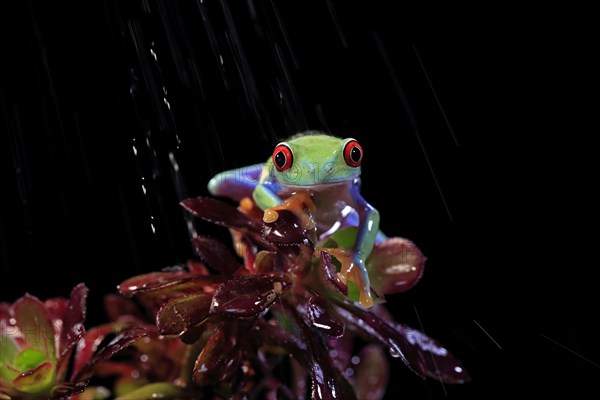 Red-eyed tree frog (Agalychnis callidryas), adult, on eonium, in the rain, captive, Central America