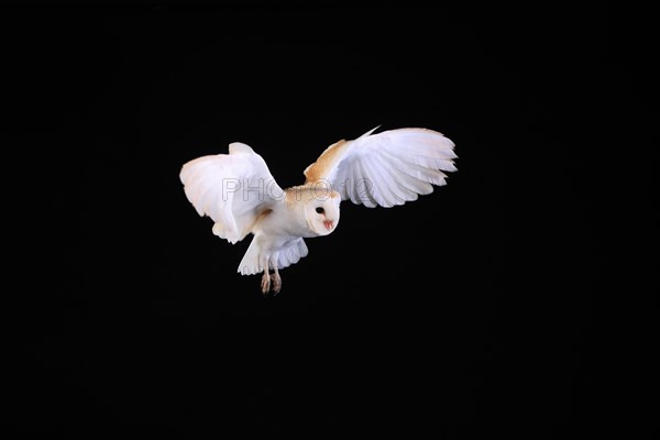 Barn Owl, (Tyto alba), adult, flying, at night, Lowick, Northumberland, England, Great Britain