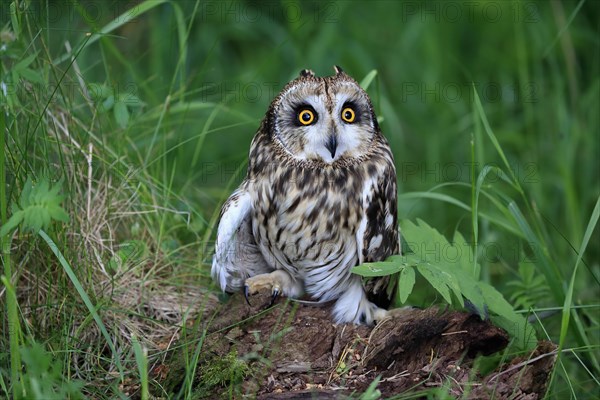 Short-eared owl (Asio flammeus), adult, on the ground, vigilant, Great Britain