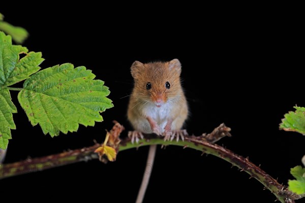 Eurasian harvest mouse (Micromys minutus), adult, on plant stalk, foraging, at night, Scotland, Great Britain