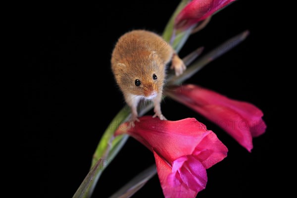 Eurasian harvest mouse (Micromys minutus), adult, on plant stem, flowering, foraging, at night, Scotland, Great Britain