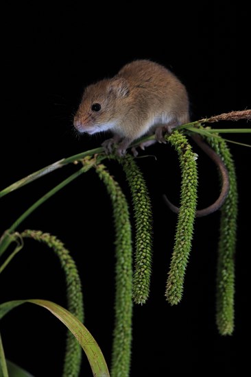 Eurasian harvest mouse (Micromys minutus), adult, on plant stalks, ears of corn, foraging, at night, Scotland, Great Britain