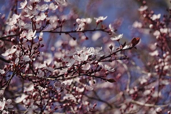 Beautiful blossom of an ornamental cherry, March, Germany, Europe