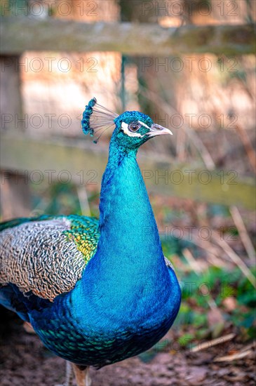 The peacock bird (Pavo cristatus) roams its territory, Leuna, Saxony-Anhalt, Germany, Europe