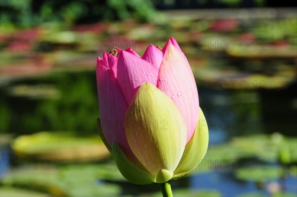 Bud of a pink lotus (Nelumbo), over blue pond water, Stuttgart, Baden-Wuerttemberg, Germany, Europe