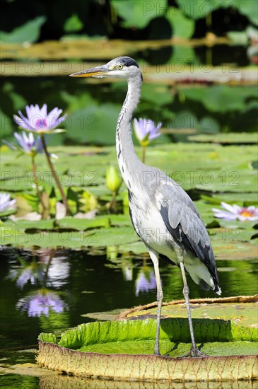 A grey heron (Ardea cinerea) stands on water lily pads in a pond, Stuttgart, Baden-Wuerttemberg, Germany, Europe