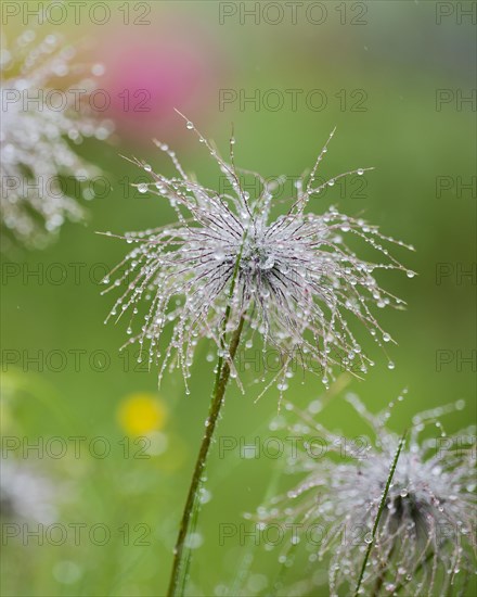 Dewdrops on a filigree plant that forms the centre of the picture, left and right blurred plant of the same species, background green blurred with pink and yellow spots of colour, Falkertsee, Carinthia, Austria, Europe