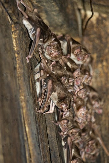 Common vampire bat (Desmodus rotundus) Pantanal Brazil