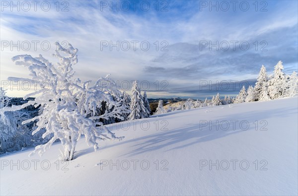 Winter on the Feldberg, Breisgau-Hochschwarzwald district, Baden-Wuerttemberg, Germany, Europe