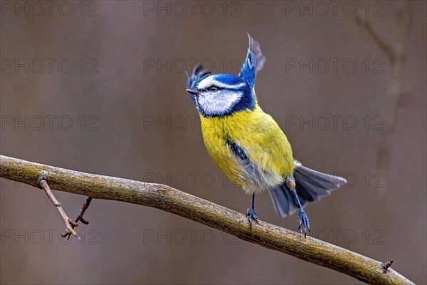 A colorful blue tit bird perched on a branch with its feathers fluffed out, Cyanistes Caeruleus, Blue tit