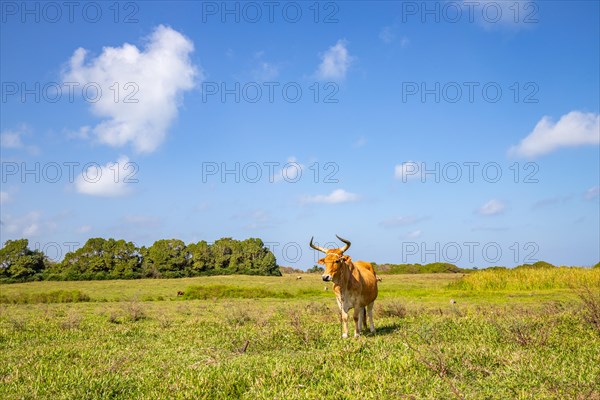 Nature in a special way, trees grow with the wind, a dreamlike landscape directly on the turquoise sea. Lonely sandy beaches in the Caribbean. Pointe Allegre on Basse Terre, Guadeloupe, French Antilles, North America