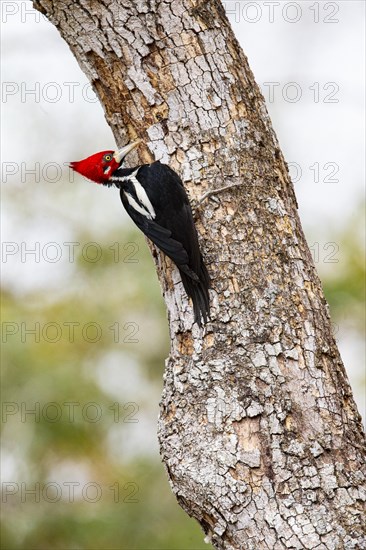 Crimson-crested woodpecker (Campephilus melanoleucos) Pantanal Brazil