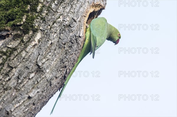 Rose-ringed parakeet (Psittacula krameri), Speyer, Rhineland-Palatinate, Germany, Europe