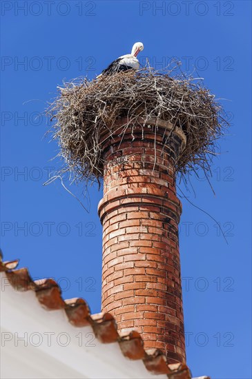 Stork with nest on a chimney, bird, bird's nest, nest, nest building, architecture, species protection, white stork, stork's nest, Adebar, rare, chimney, nesting place, fauna, animal photography, biology, wild animal, baby, offspring, symbol, symbolic, children, migratory bird, Silves, Algarve, Portugal, Europe