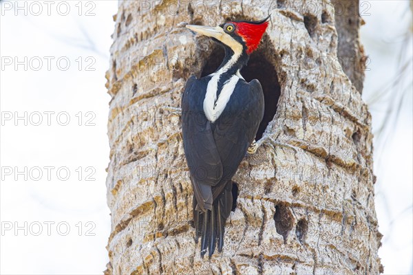 Crimson-crested woodpecker (Campephilus melanoleucos) Pantanal Brazil