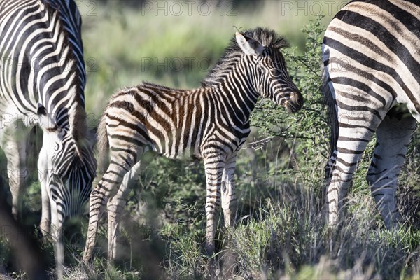 Plains zebra (Equus quagga) foal, Madikwe Game Reserve, North West Province, South Africa, RSA, Africa