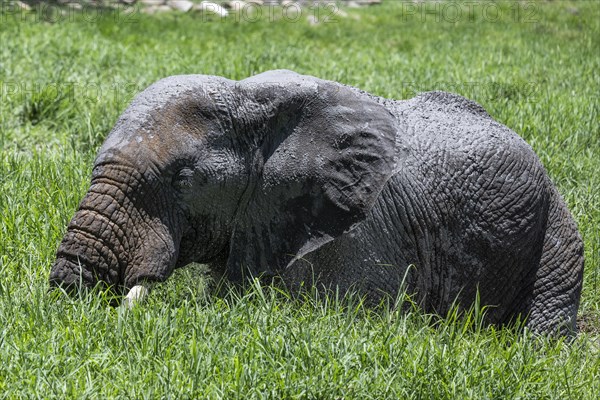 African elephant (Loxodonta africana) in front of Tau Lodge, Madikwe Game Reserve, North West Province, South Africa, RSA, Africa