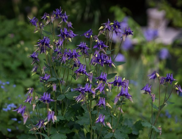 A flower bed full of purple columbines with a blurred green background Aquilegia