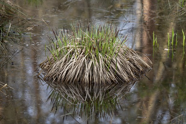 Sedge (Carex), sour grass, Lower Saxony, Germany, Europe