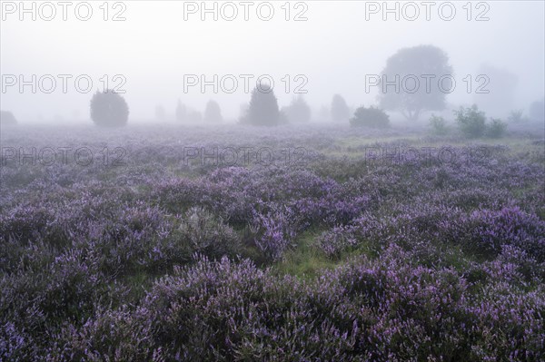 Heath landscape, flowering common heather (Calluna vulgaris), morning mist, Lueneburg Heath, Lower Saxony, Germany, Europe