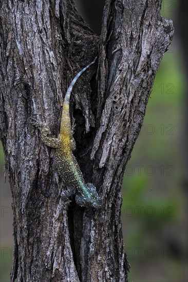 Blue-throated Agama (Acanthocercus atricollis), Madikwe Game Reserve, North West Province, South Africa, RSA, Africa