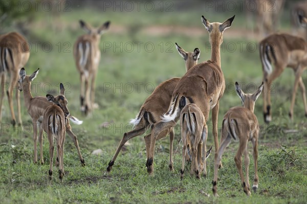 Black Heeler Antelope or Impala (Aepyceros melampus) herd with young, nursery, Madikwe Game Reserve, North West Province, South Africa, RSA, Africa
