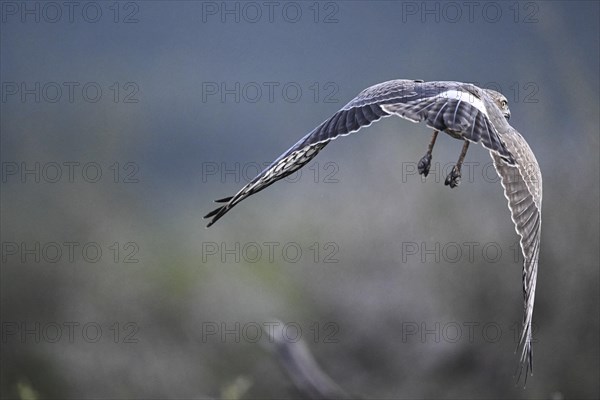 Silver Singing Goshawk, also known as pale chanting goshawk (Melierax canorus) juvenile, Madikwe Game Reserve, North West Province, South Africa, RSA, Africa