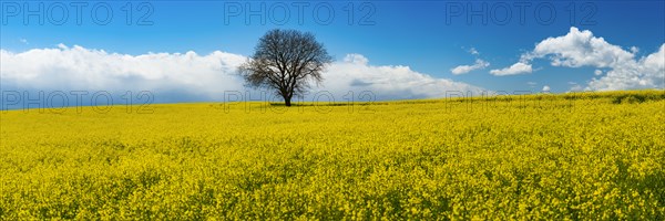 Old English oak (Quercus robur), on the Hoedinger Berg, Hoedingen, Lake Constance district, Upper Swabia, Baden-Wuerttemberg, Germany, Europe