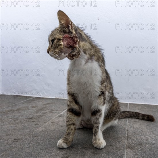 Cat injured on the neck, Mantrakia, Milos, Cyclades, Greece, Europe