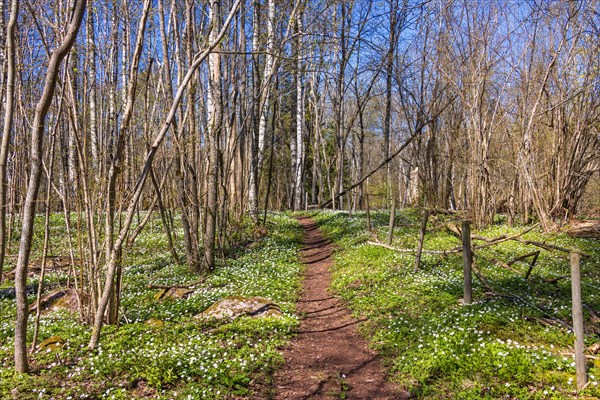 Hiking path with flowering wood anemone (Anemone nemorosa) in a tree grove a beautiful sunny spring day