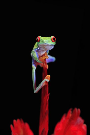 Red-eyed tree frog (Agalychnis callidryas), adult, on bromeliad, captive, Central America