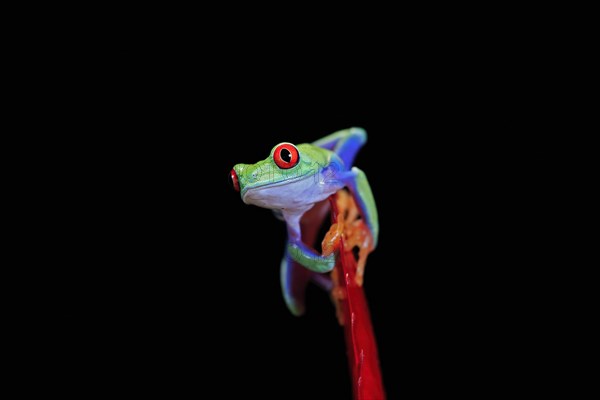 Red-eyed tree frog (Agalychnis callidryas), adult, on bromeliad, captive, Central America