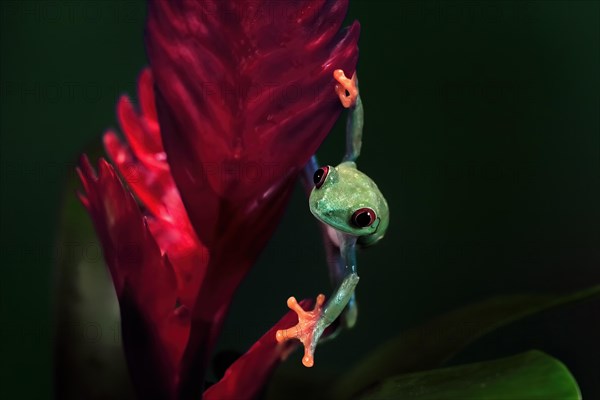 Red-eyed tree frog (Agalychnis callidryas), adult, on bromeliad, captive, Central America