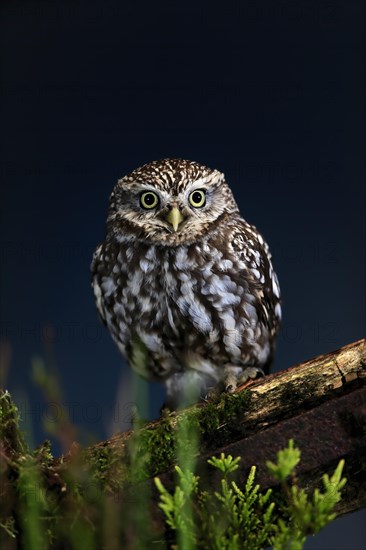 Little owl (Athene noctua), (Tyto alba), adult, on tree trunk, alert, Lowick, Northumberland, England, Great Britain