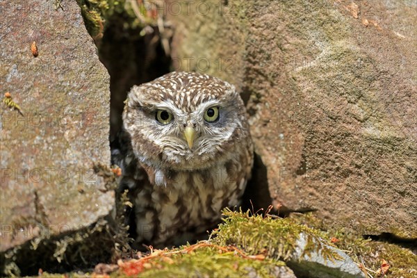 Little owl (Athene noctua), (Tyto alba), adult, at breeding den, alert, portrait, Lowick, Northumberland, England, Great Britain