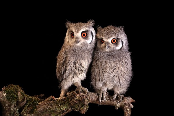 Southern white-faced owl (Ptilopsis granti), juvenile, two juveniles, siblings, at night, on guard, captive