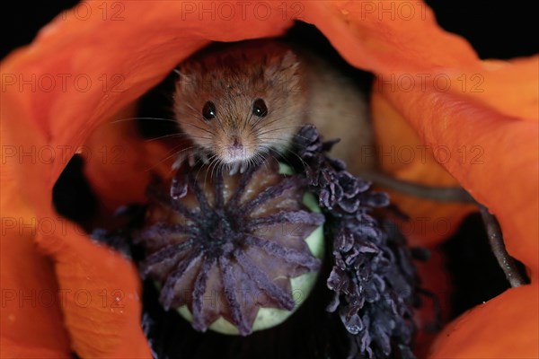 Common harvest mouse, (Micromys minutus), adult, on corn poppy, flower, foraging, at night, Scotland, Great Britain