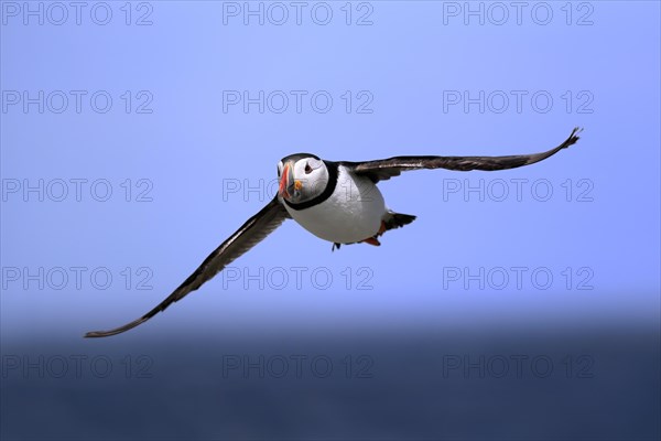 Puffin (Fratercula arctica), adult, flying, Farne Islands, England, Great Britain