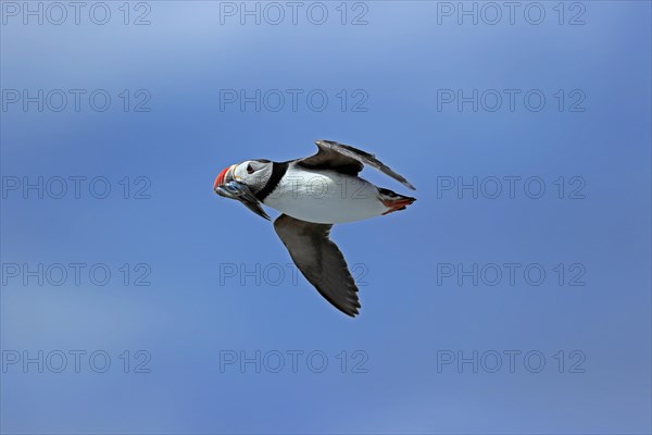 Puffin (Fratercula arctica), adult, flying, with sand eels, with food, Faroe Islands, England, Great Britain, Europe