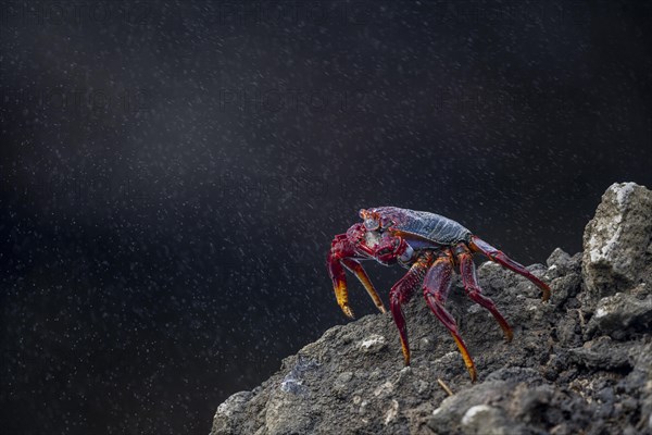 Red rock crab (Grapsus adscensionis) on rock, Lanzarote, Canary Islands, Spain, Europe