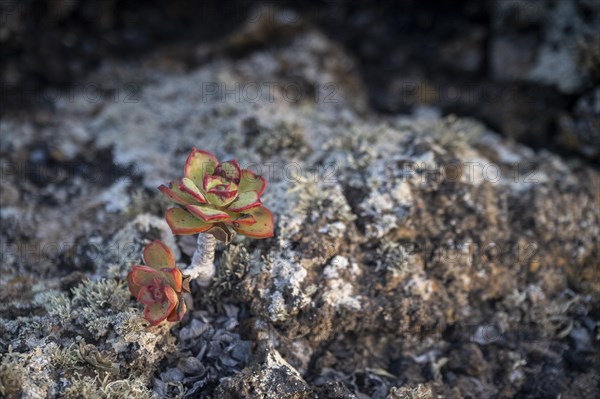 Aeonium, succulent, in lava rock, Lanzarote, Canary Islands, Spain, Europe