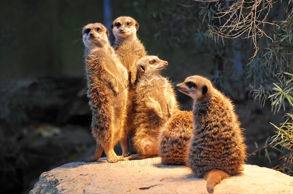 A family of meerkats (Suricata suricatta), captive, resting and watching together on a rock, Stuttgart, Baden-Wuerttemberg, Germany, Europe