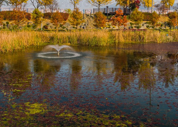 Autumn leaves dot the water around a fountain in a peaceful pond scene, in South Korea