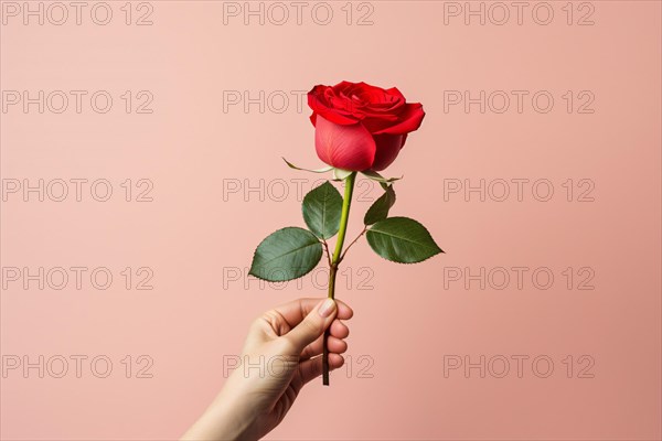 Hand holding single red rose flower in front of pink studio background. KI generiert, generiert AI generated