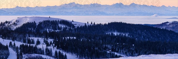 View from the Feldberg over the Herzogenhorn to the Swiss Alps, in front of sunrise, Breisgau-Hochschwarzwald district, Baden-Wuerttemberg, Germany, Europe